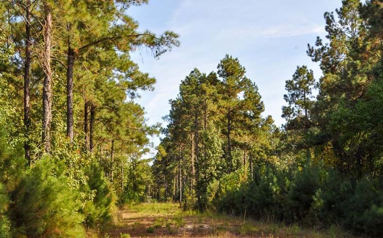 image of timberland for sale in Texas