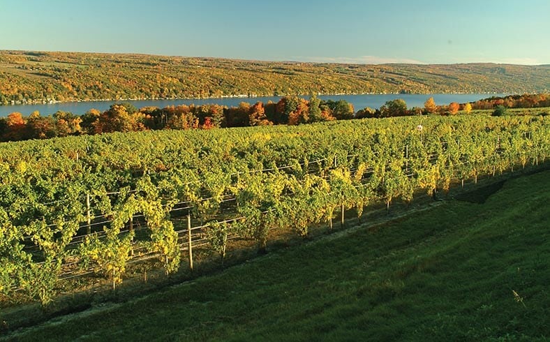 View of vineyard at the Dr. Konstantin Frank Winery in the Finger Lakes region of New York