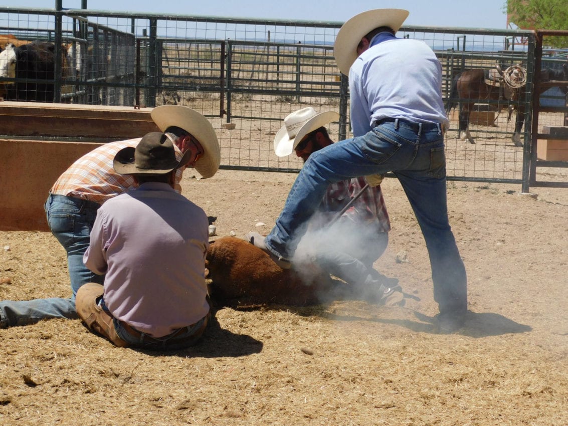 image of cowboys roping cattle on Texas ranch