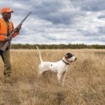 image of Leon McNeil hunting quail with hunting dog