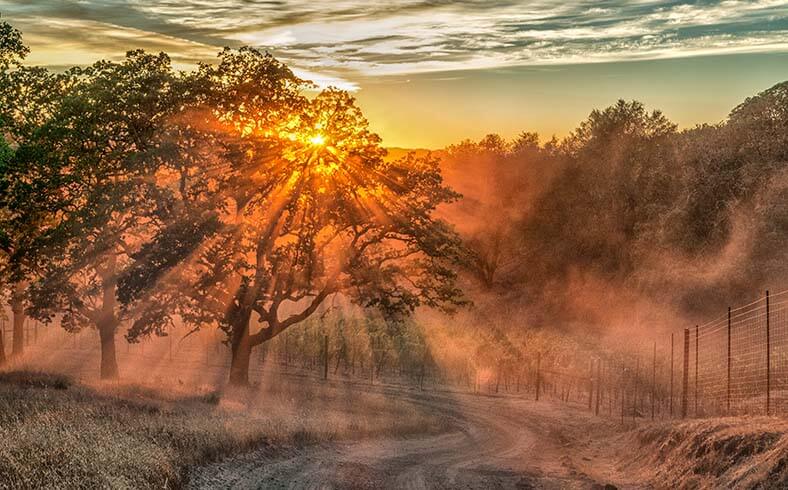 Sunrise over vineyard in the Sonoma Valley