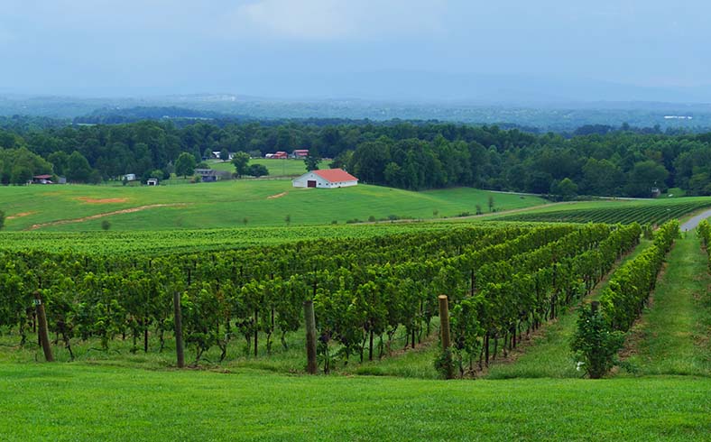 View of vineyard and countryside in North Carolina's Yadkin Valley