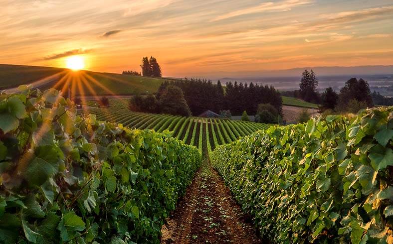 View of vineyard in Oregon's Willamette Valley