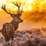 image of deer at sunset