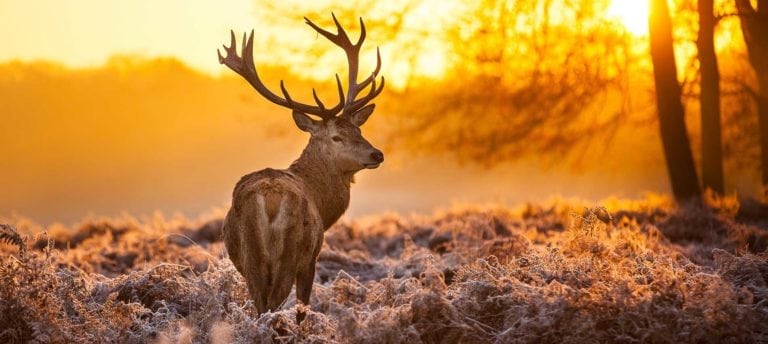 image of deer at sunset