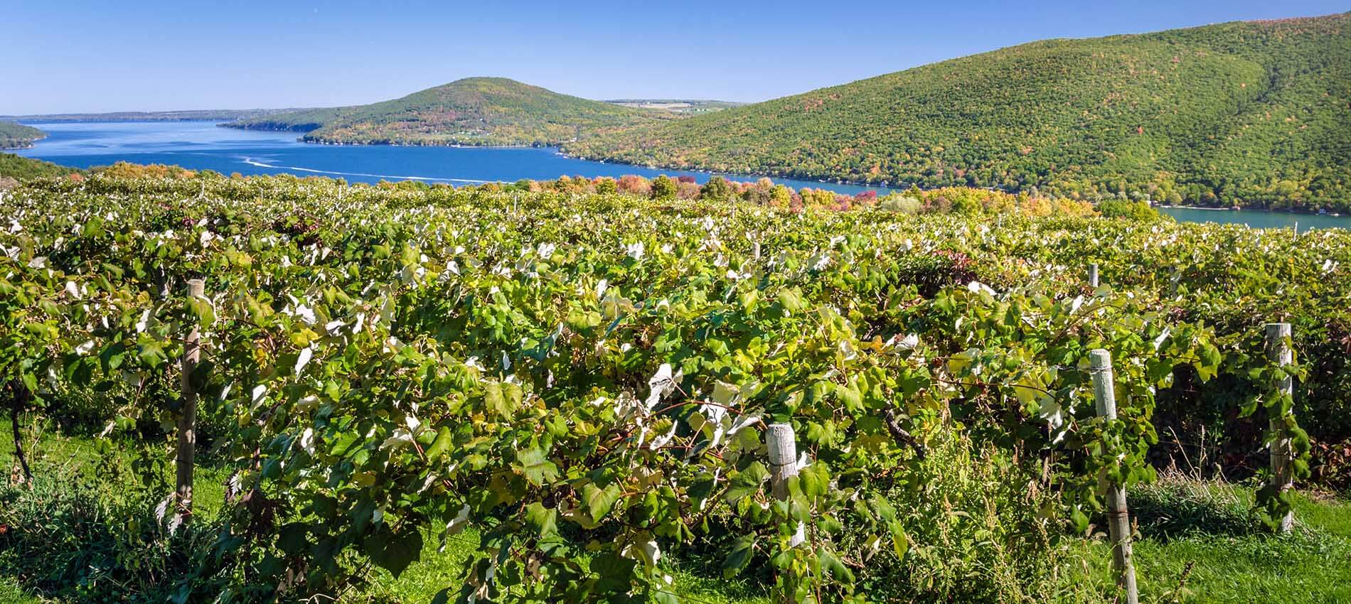 Vineyard in the Finger Lakes Wine Region of New York