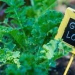 image of food from microfarm