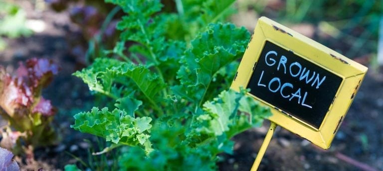 image of food from microfarm