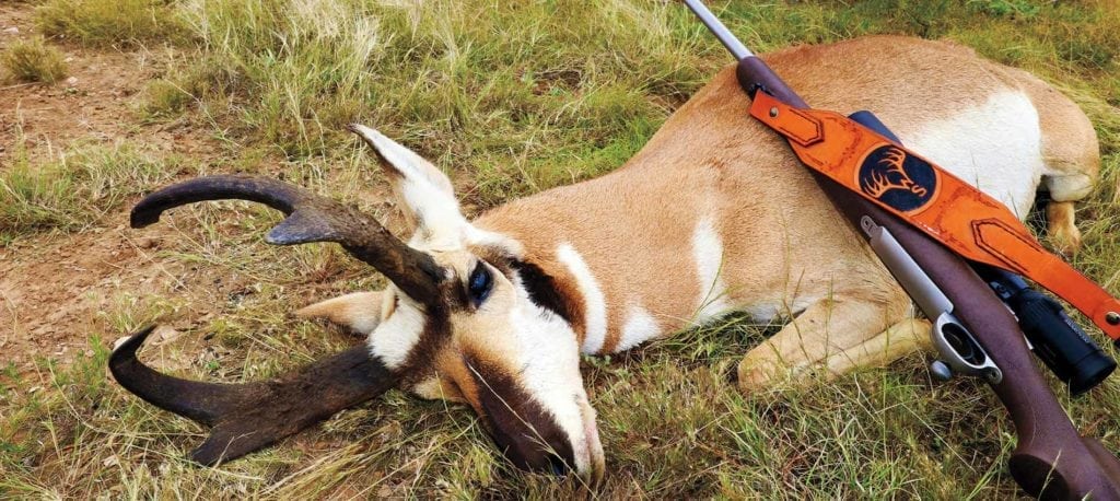 image of pronghorn antelope