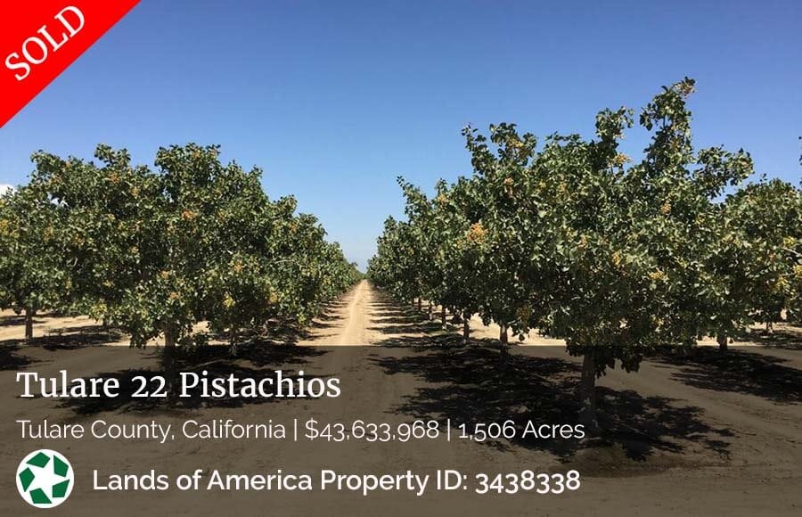 image of pistachio orchard in California