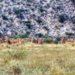 image of Barbary sheep on New Mexico ranch