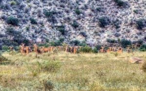 image of Barbary sheep on New Mexico ranch