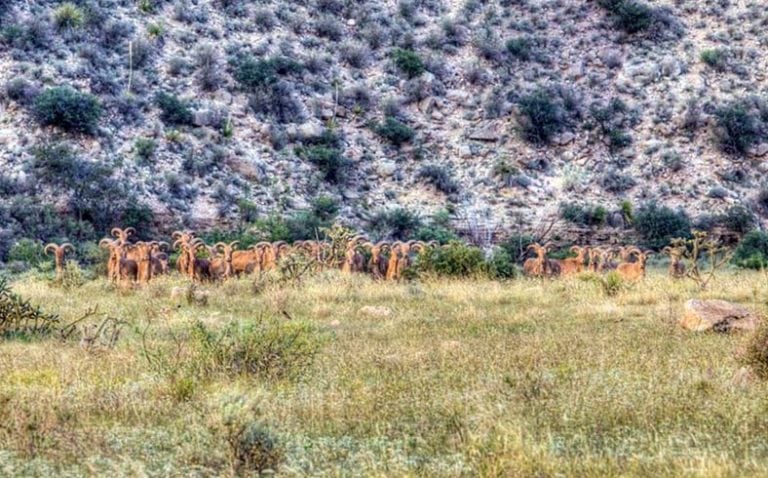 image of Barbary sheep on New Mexico ranch