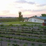 Garrett Estate Cellars vineyard