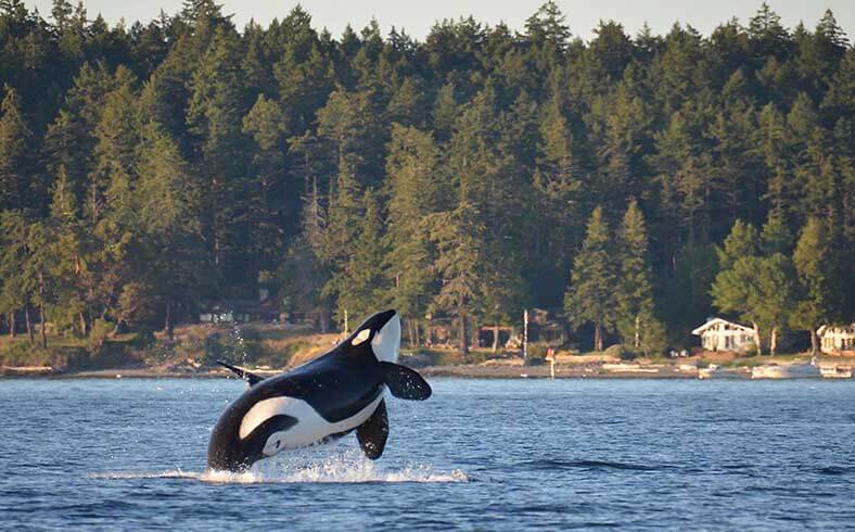 Best fall adventures: Orca off San Juan Islands, Washington