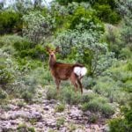 TJ Del Rio Ranch sale, Joey Bellington, Whitetail Properties - 5546988g
