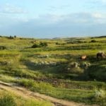 Horses on the Ow Ranch in Wyoming