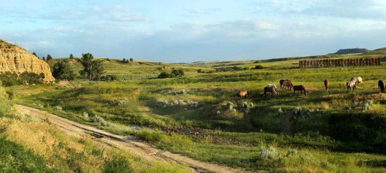 Horses on the Ow Ranch in Wyoming