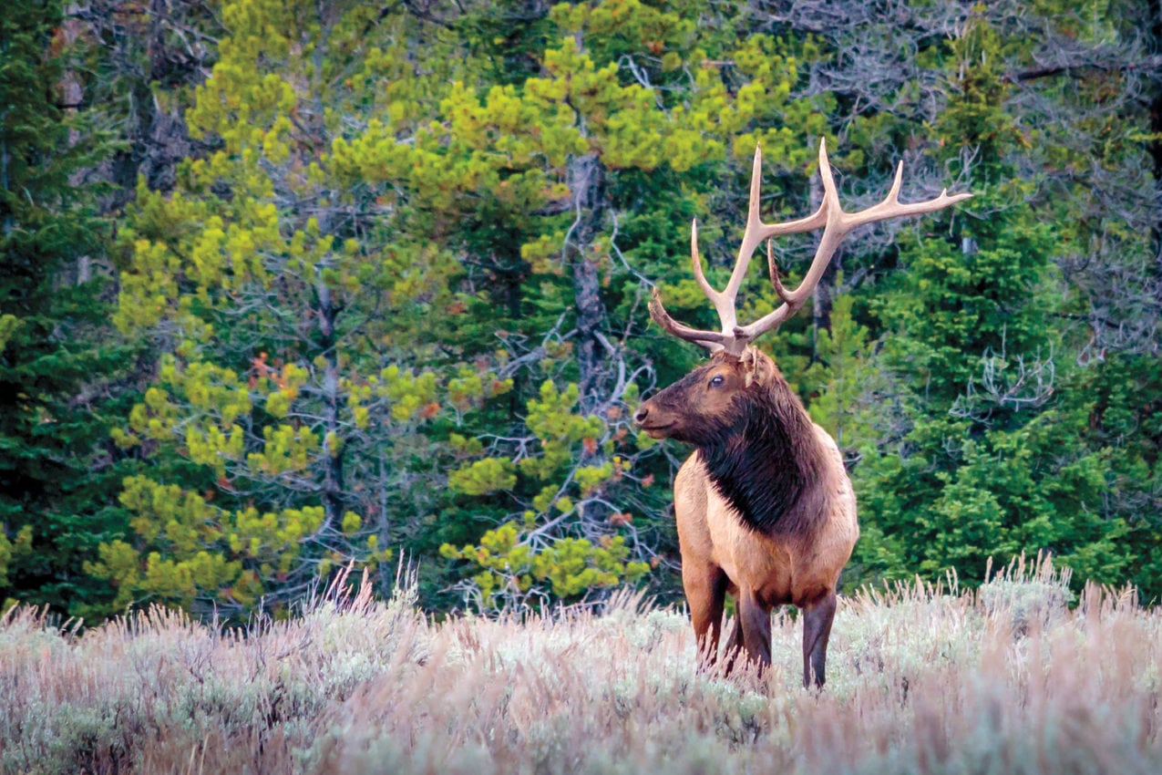 Bighorn Mountain Ranch of Wyoming | Land.com