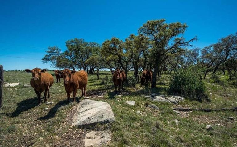 Rocking S Ranch sale, Texas Ranch Sales