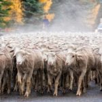 Trailing of the Sheep Festival, Idaho