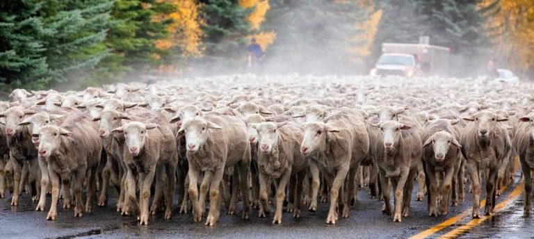 Trailing of the Sheep Festival, Idaho