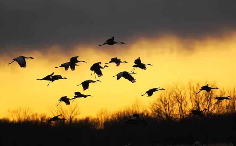 Sandhill cranes in flight at Jasper-Pulaski NWR