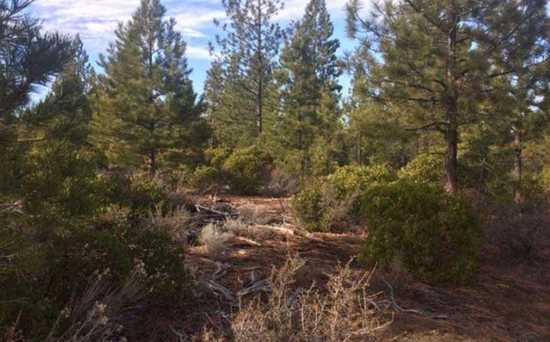 Timberland in Lake County, Oregon