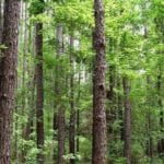 timberland tract for sale in Chambers County, Texas