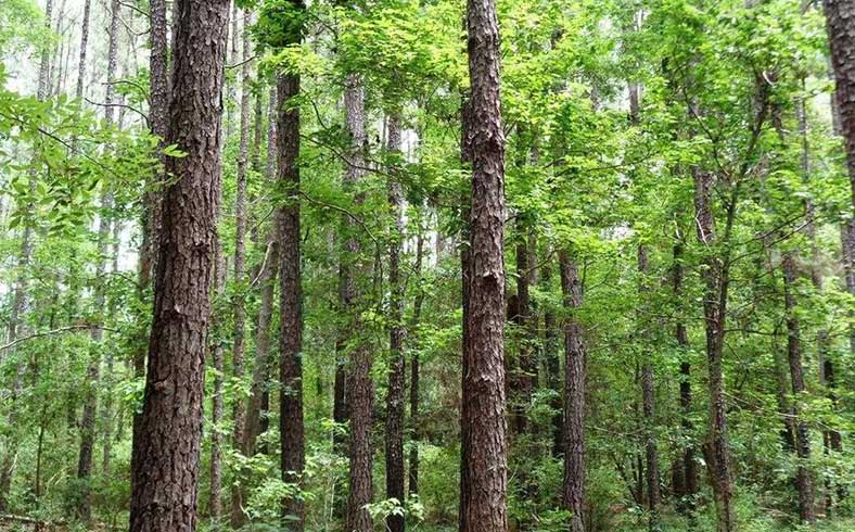 timberland tract for sale in Chambers County, Texas