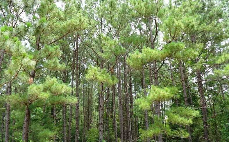 timberland tract for sale in Chambers County, Texas