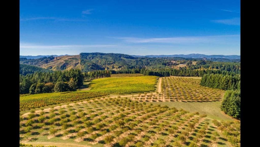 Vineyard for sale in Willamette Valley's Yamhill-Carlton AVA