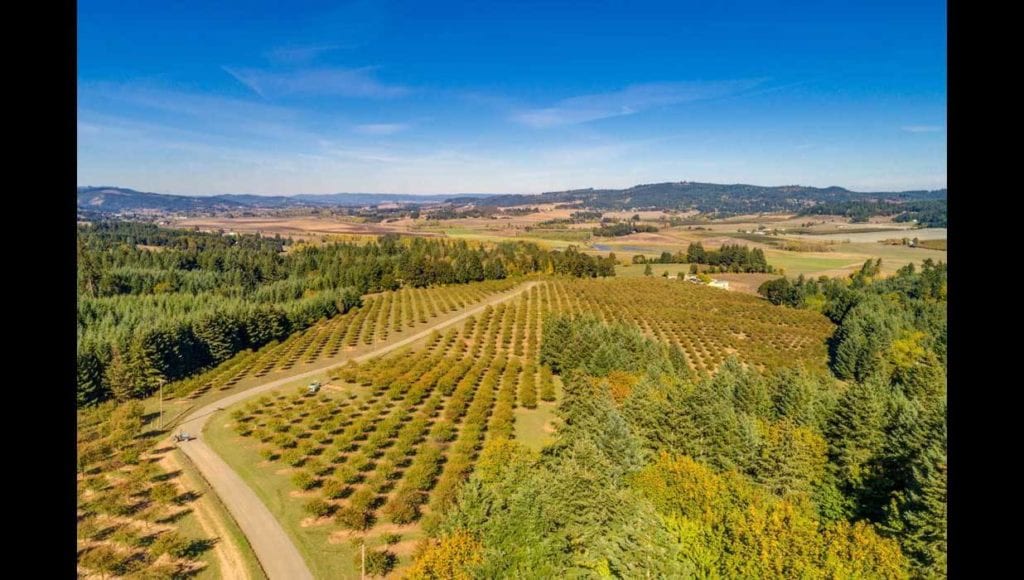 Vineyard for sale in Willamette Valley's Yamhill-Carlton AVA