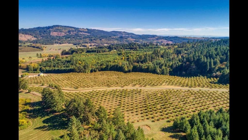 Vineyard for sale in Willamette Valley's Yamhill-Carlton AVA