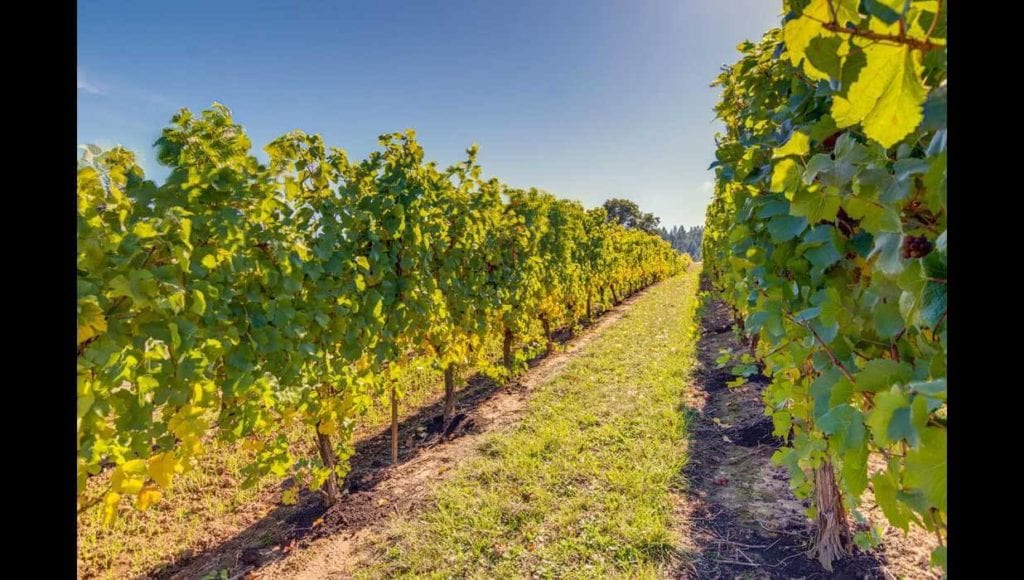 Vineyard for sale in Willamette Valley's Yamhill-Carlton AVA