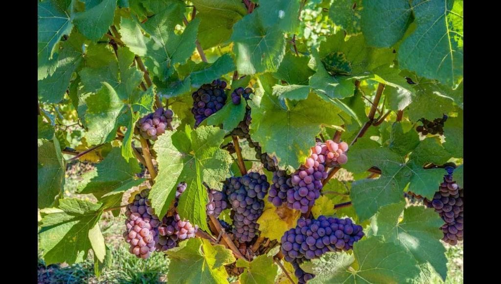 Vineyard for sale in Willamette Valley's Yamhill-Carlton AVA