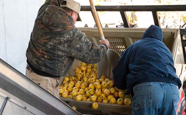 Harvesting the apples at Foggy Ridge Cider in Dugspur, Virginia