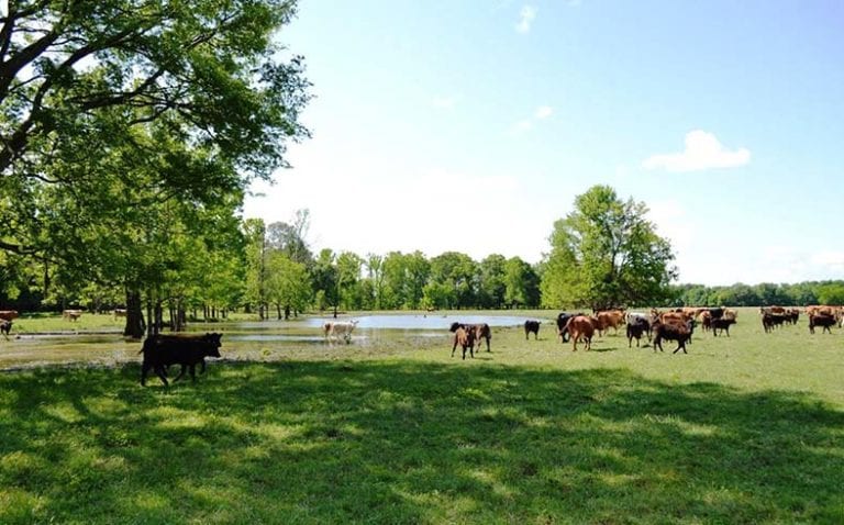 Hopson Farm sale, Elmore County, Alabama