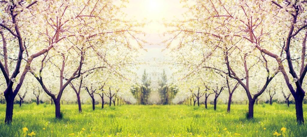 Trees in apple orchard