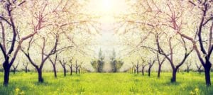 Trees in apple orchard