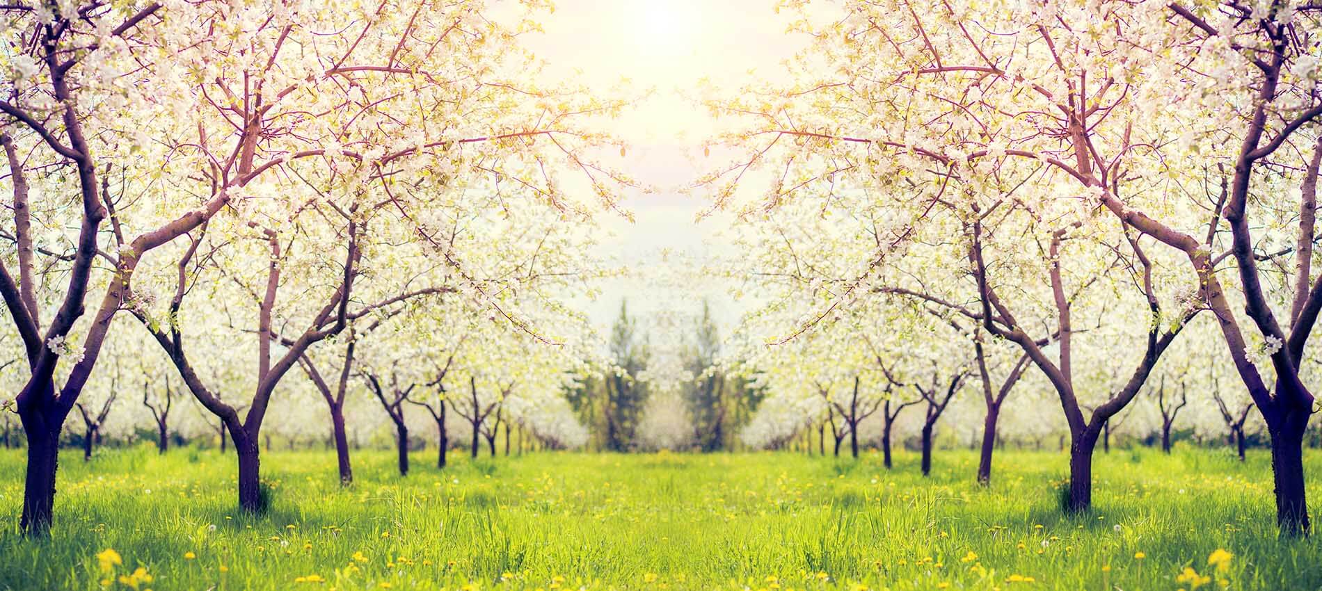 Trees in apple orchard