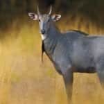 Image of nilgai antelope