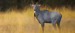 Image of nilgai antelope