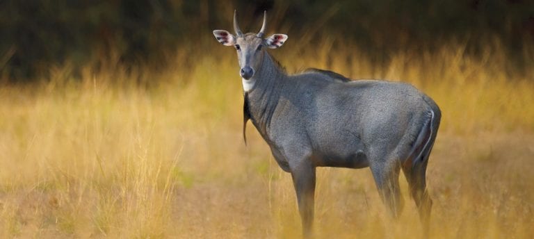 Image of nilgai antelope