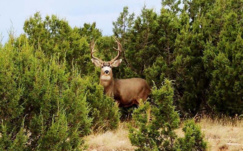 New Mexico ranch for sale