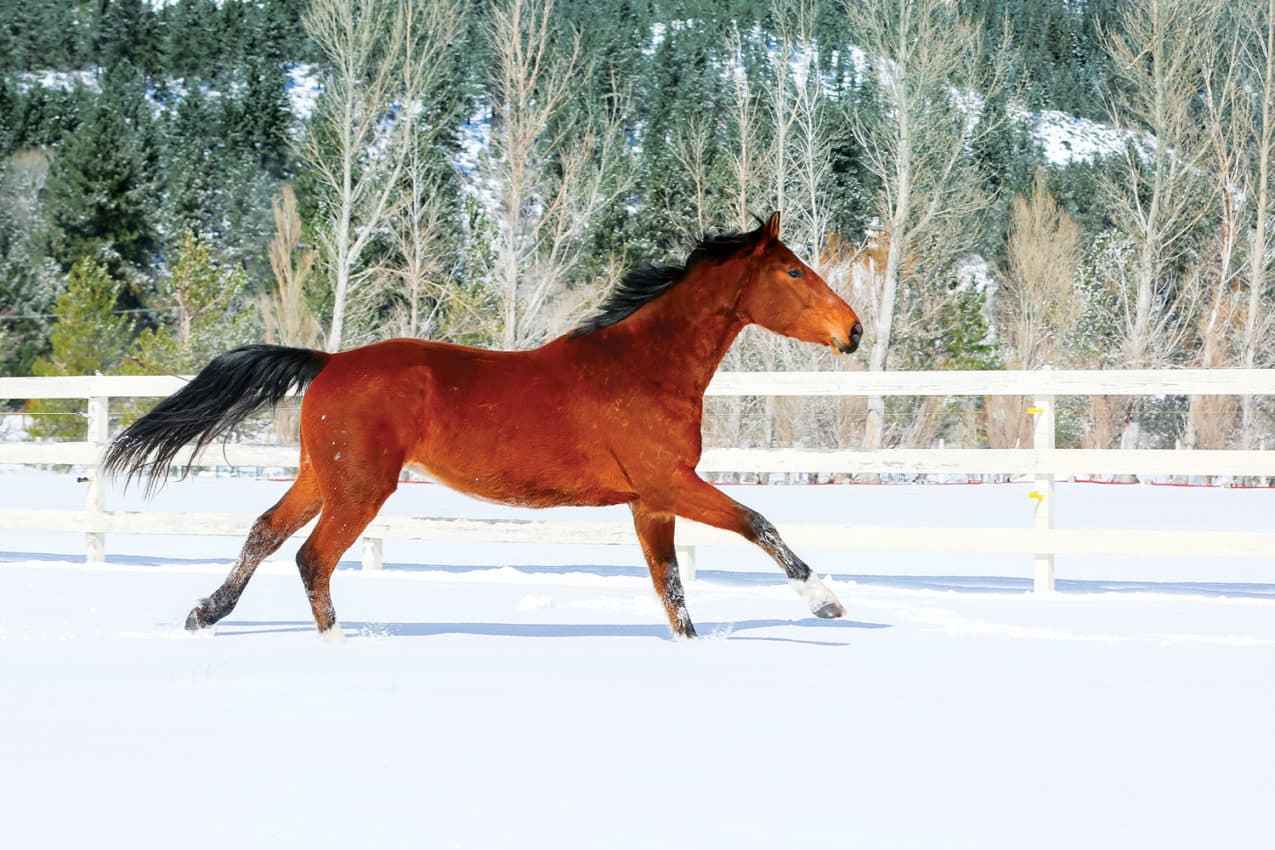  horse in winter field, taken by Anett Mindermann