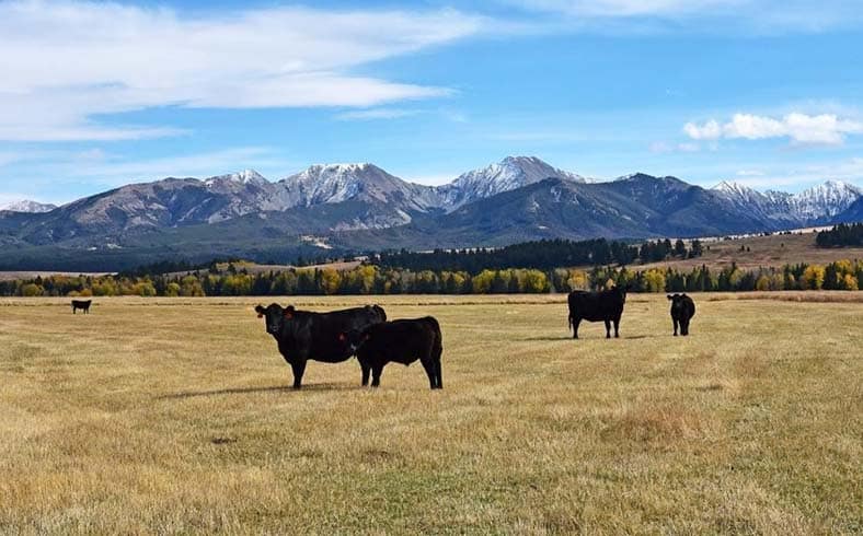 Montana cattle ranch landscape