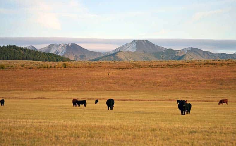 Montana cattle ranch landscape