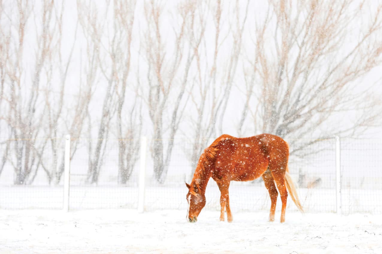  horse in winter field, taken by Anett Mindermann