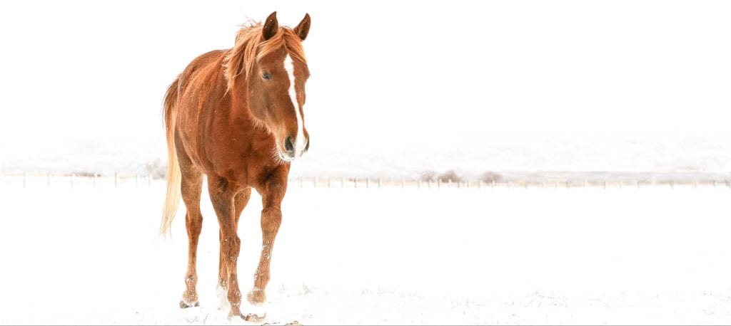 horse in winter field, taken by Anett Mindermann